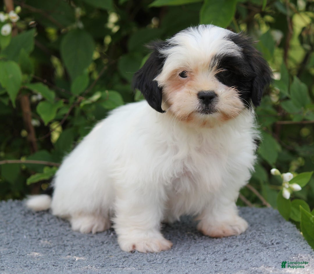 Shihpoo dogs for sale: Delta - Image 6