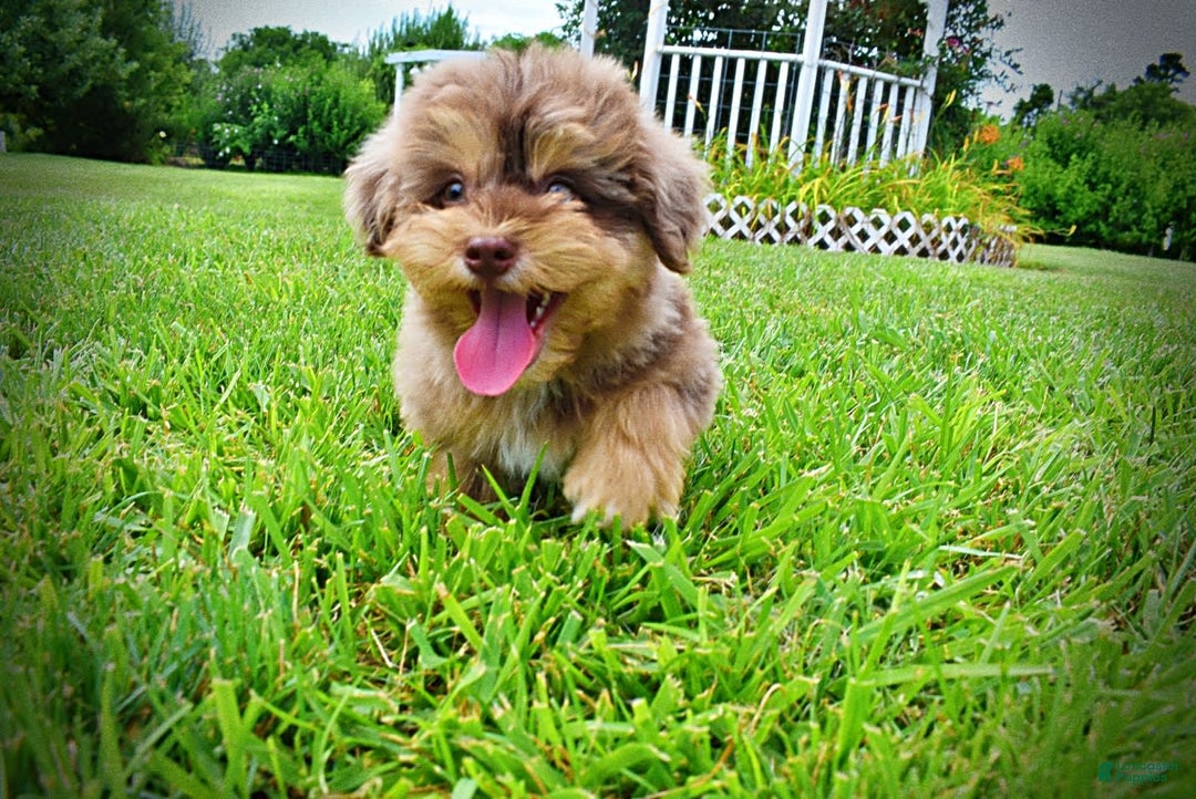 Havapoo dogs for sale: Domino - Image 1