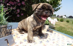 Pug dogs for sale: Charity - Image 1