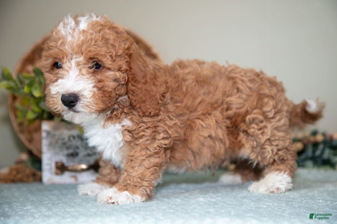 Cavapoo dogs for sale: Gordon - Image 2