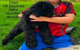 Mini Bernedoodle dogs for sale: Oreo - Image 8