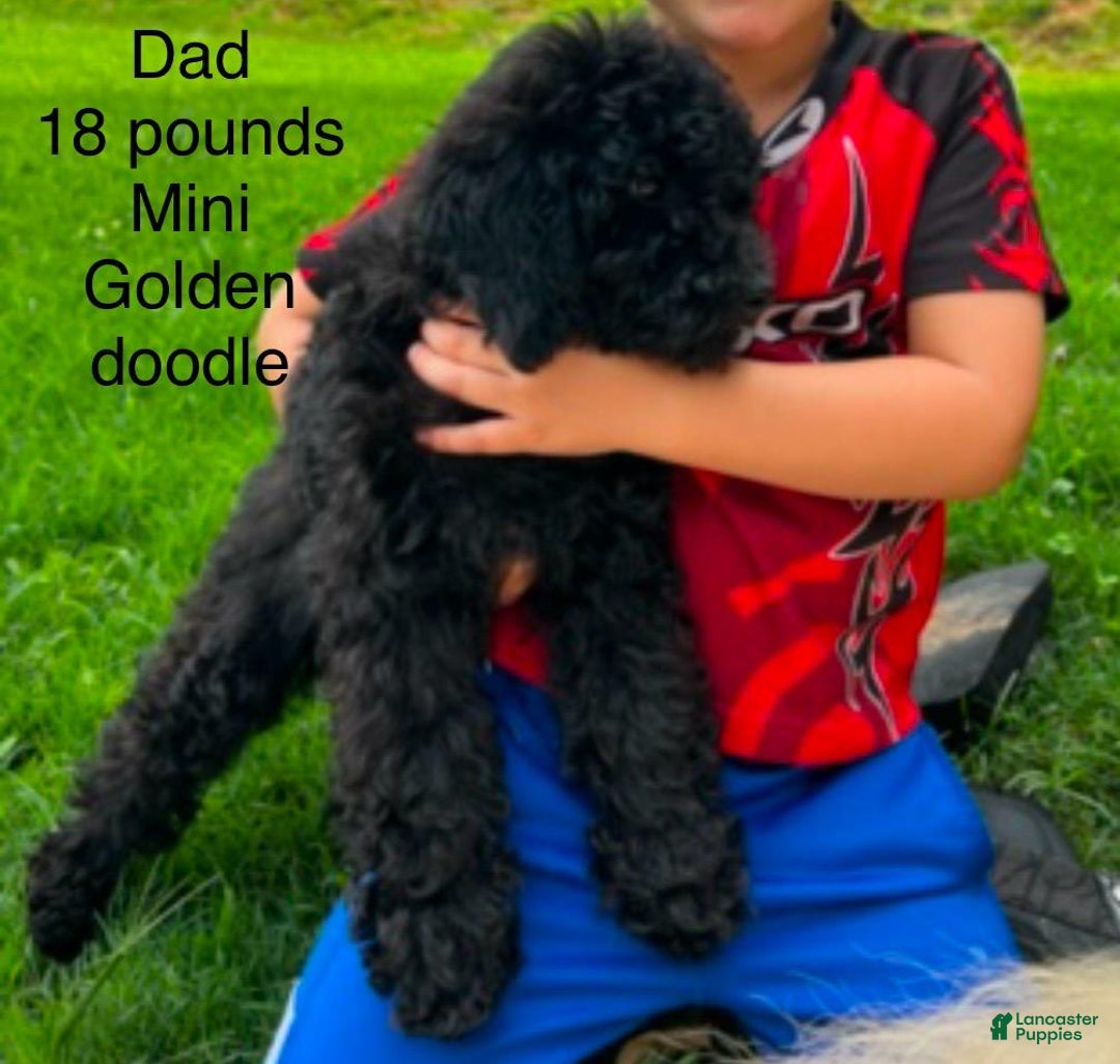 Mini Bernedoodle dogs for sale: Oreo - Image 8