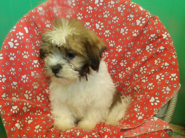 Teddy Bear dogs for sale - Ad 5