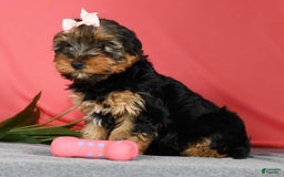 Yorkshire Terrier dogs for sale: Kylie - Image 4