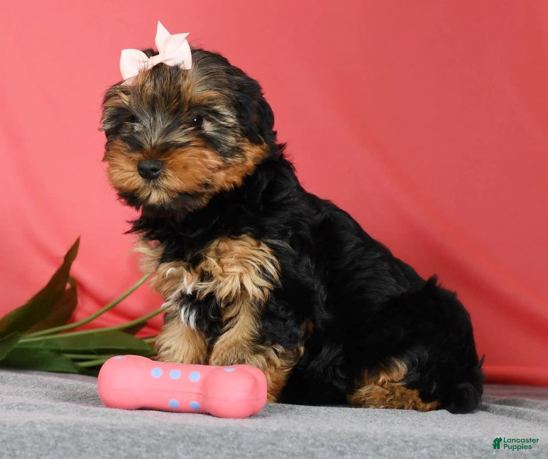 Yorkshire Terrier dogs for sale: Kylie - Image 4