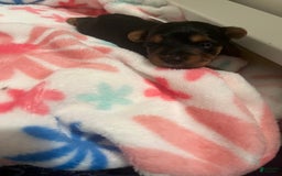 Yorkiepoo dogs for sale: Cookie - Image 2