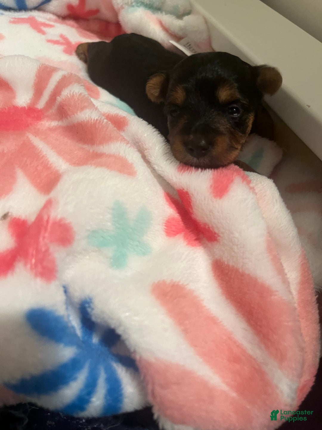 Yorkiepoo dogs for sale: Cookie - Image 2