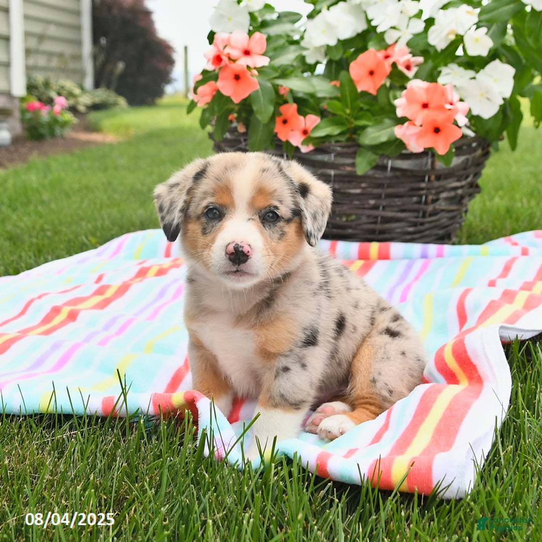 Welsh Corgi Pembroke dogs for sale: Toby - Image 1
