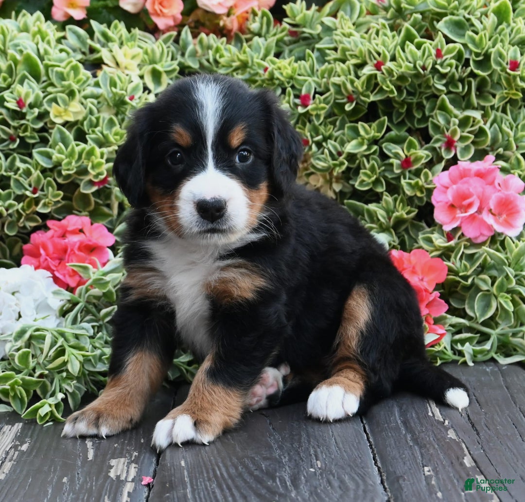 Bernese Mountain Dog dogs for sale: Ingrid - Image 3