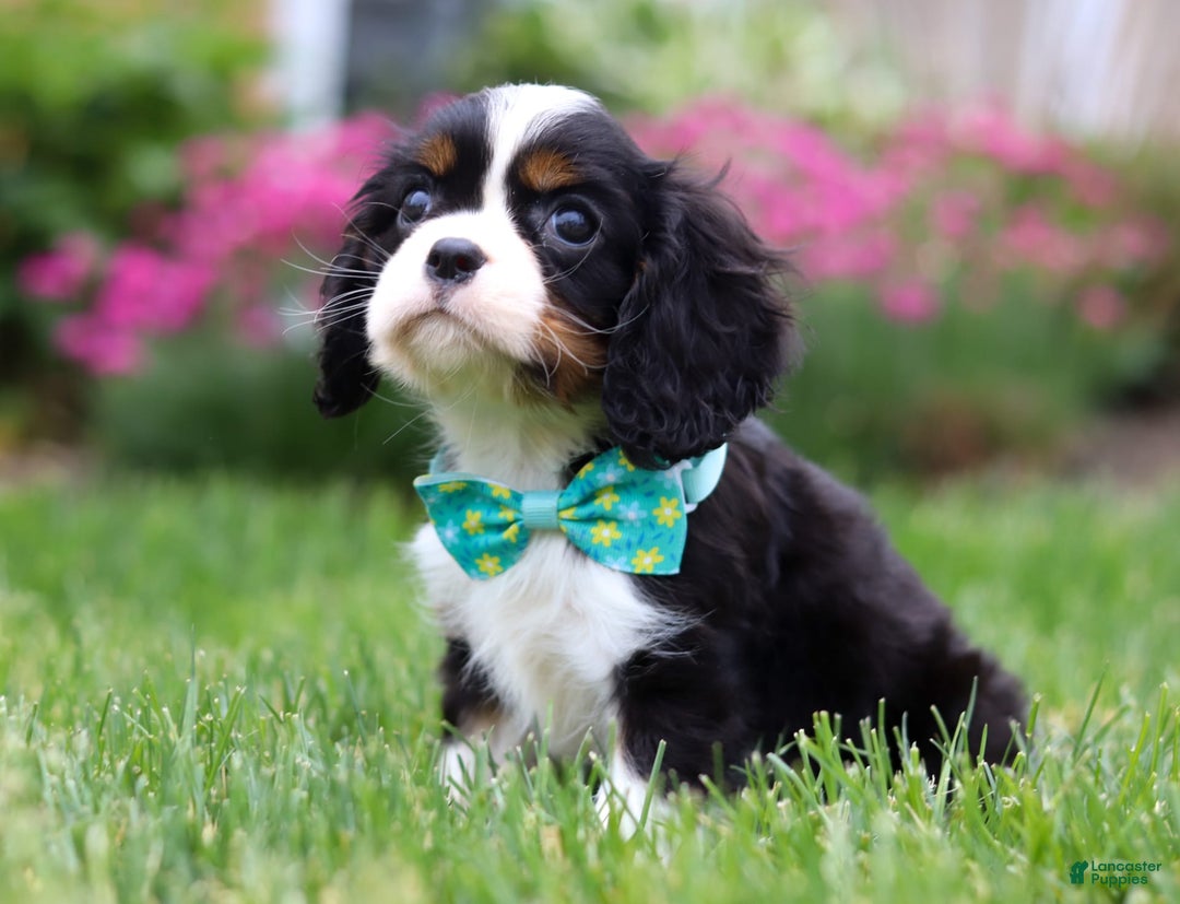 Cavalier King Charles Spaniel dogs for sale: Victor - Image 1
