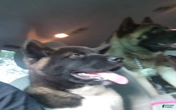 Akita dogs for sale: Esme - Image 2