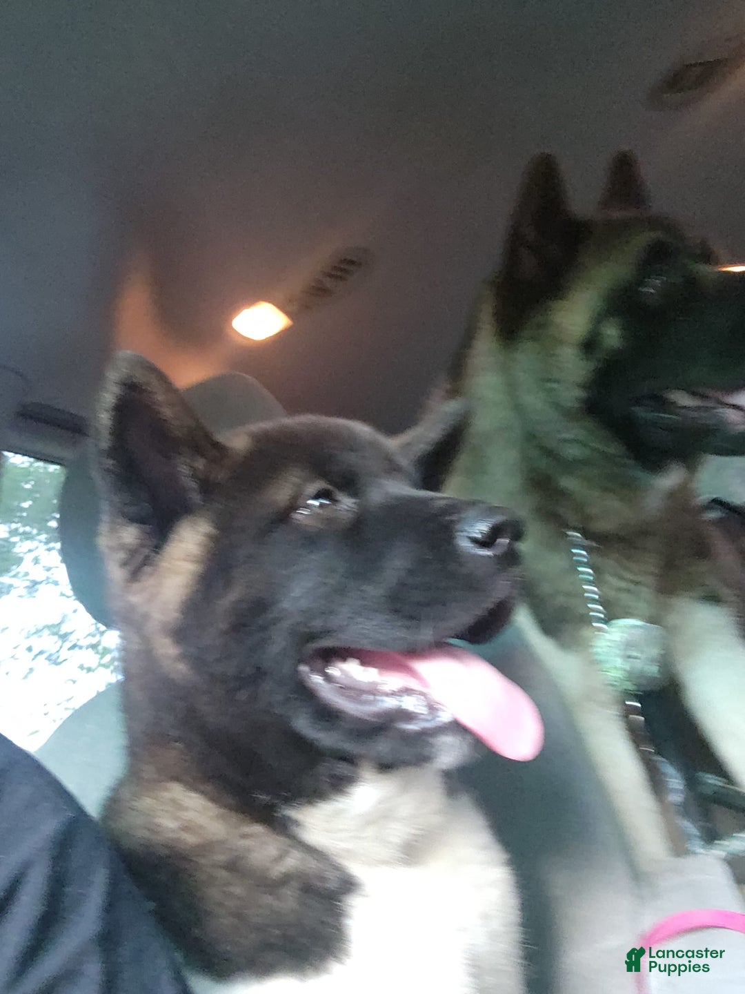Akita dogs for sale: Esme - Image 2