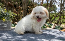 Cavapoo dogs for sale: Sarah - Image 2