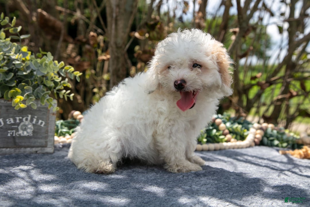 Cavapoo dogs for sale: Sarah - Image 2