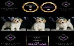 Maltipoo dogs for sale: Stache - Image 2