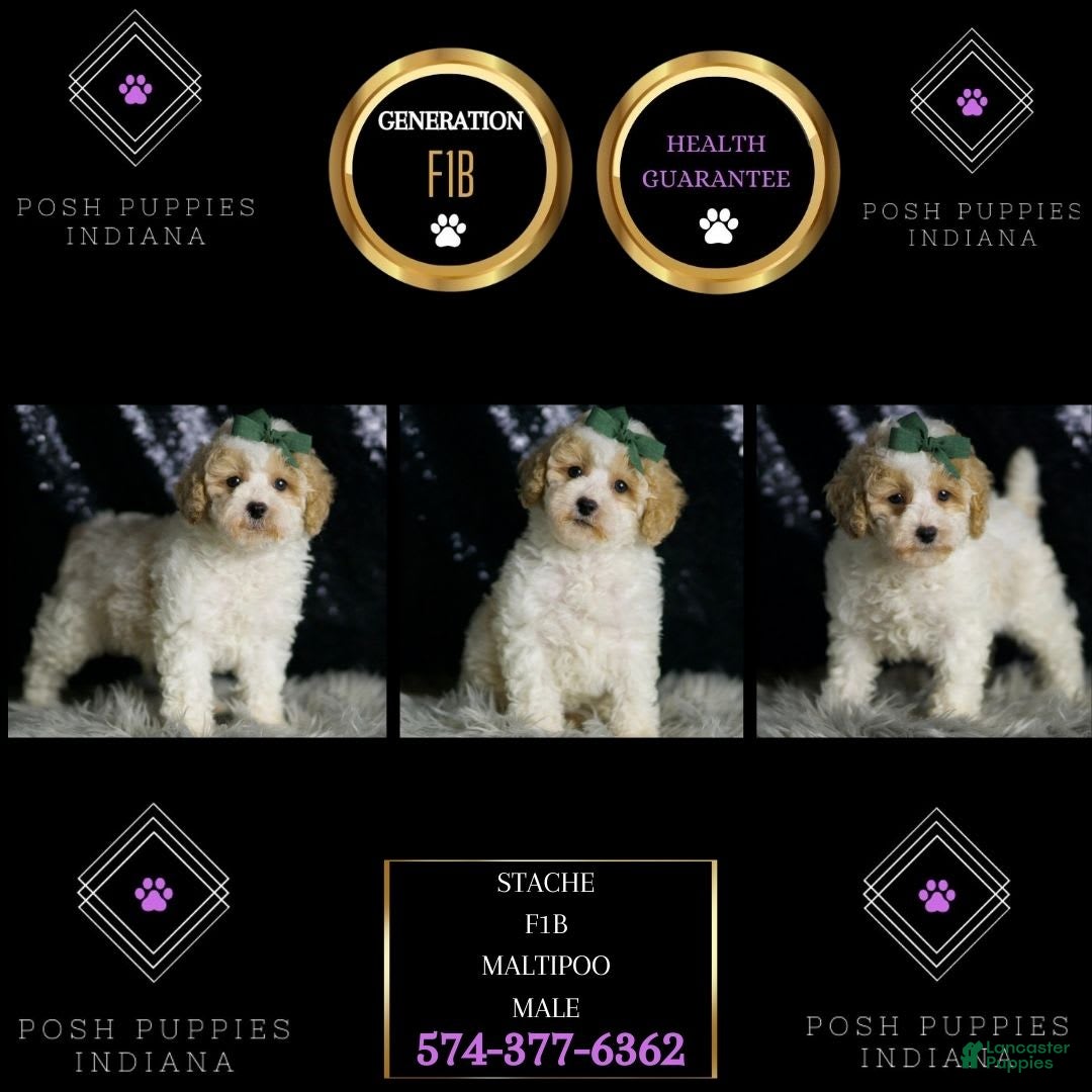 Maltipoo dogs for sale: Stache - Image 2