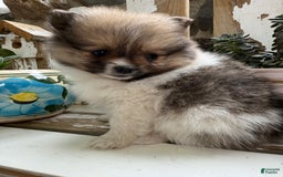 Pomeranian dogs for sale: Cory - Image 6