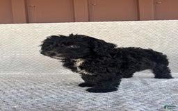 Mini Aussiedoodle dogs for sale: Harper - Image 11