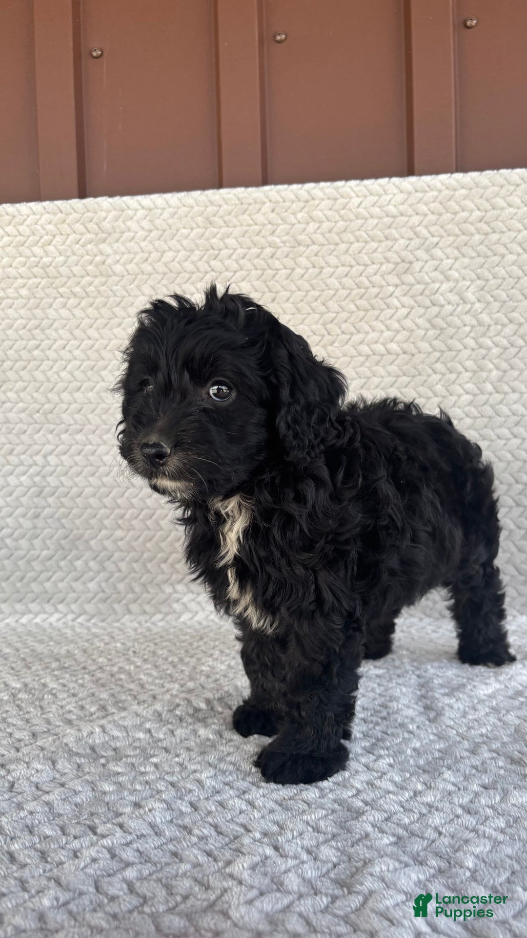 Mini Aussiedoodle dogs for sale: Harper - Image 11