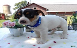 Jack Russell Terrier dogs for sale: Winston - Image 1