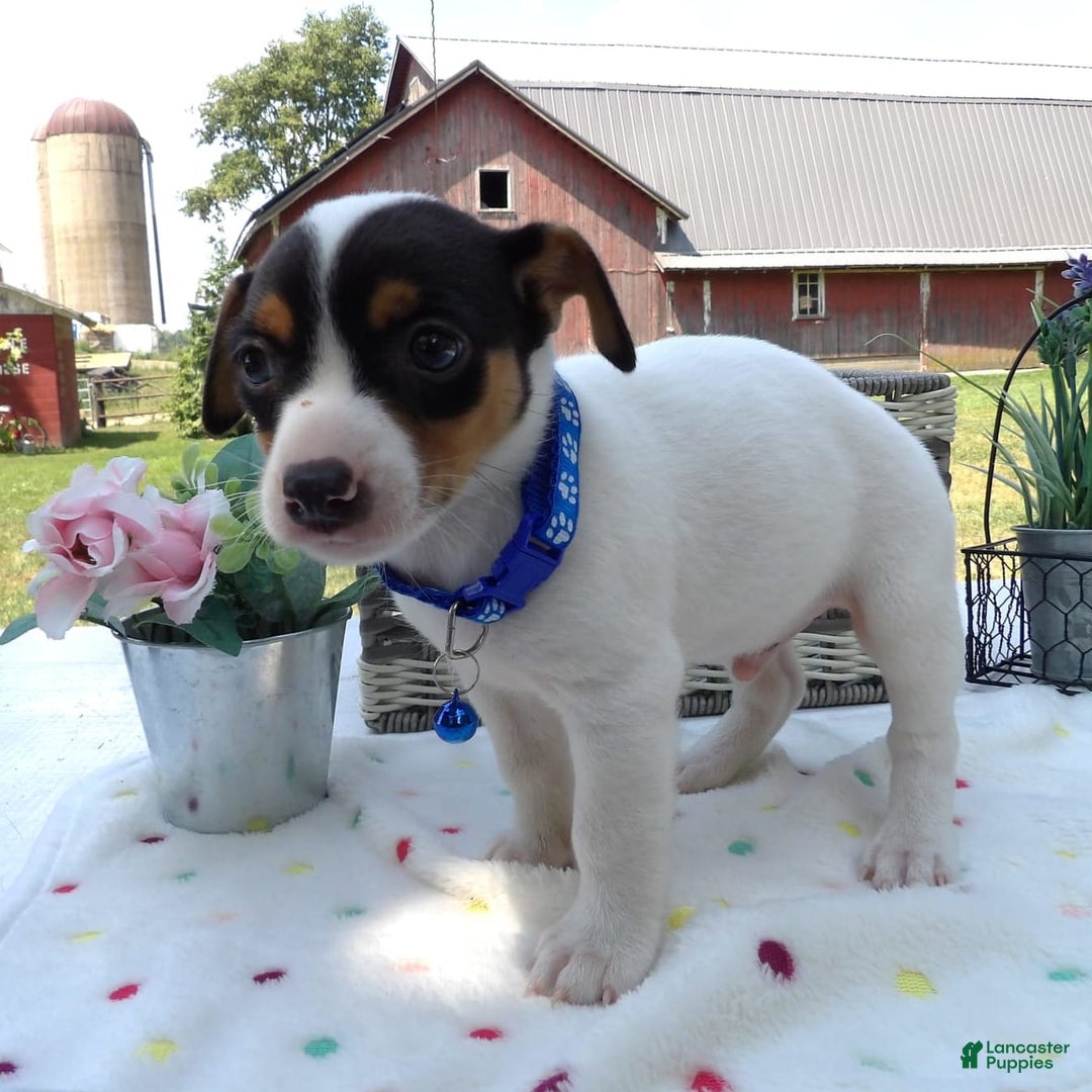 Jack Russell Terrier dogs for sale: Winston - Image 1