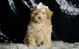 Maltipoo dogs for sale: Beyonce - Image 8