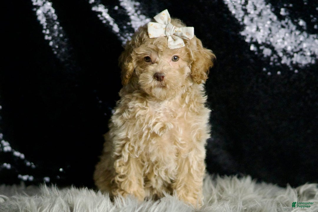 Maltipoo dogs for sale: Beyonce - Image 8