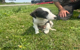 Border Collie dogs for sale: Dime - Image 2
