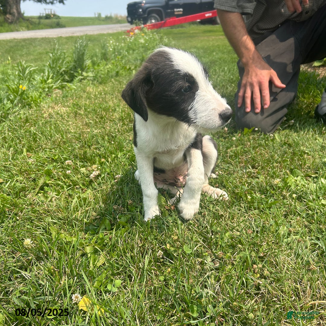 Border Collie dogs for sale: Dime - Image 2