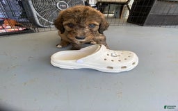 Bernedoodle dogs for sale: Baby Caramelo - Image 5