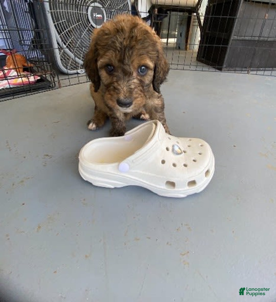 Bernedoodle dogs for sale: Baby Caramelo - Image 5