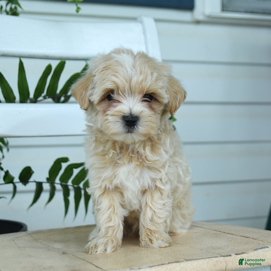 Maltipoo dogs for sale: Tanner - Image 7