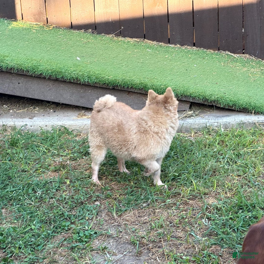 Pomeranian dogs for sale: Giovanna - Image 12