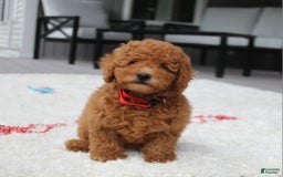 Miniature Poodle dogs for sale: Miniature Poodle 3 puppies - Image 12