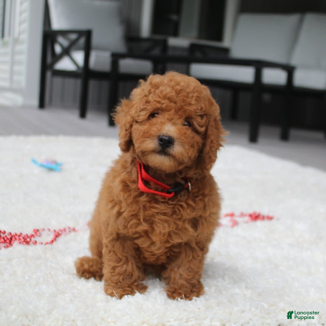 Miniature Poodle dogs for sale: Miniature Poodle 3 puppies - Image 12