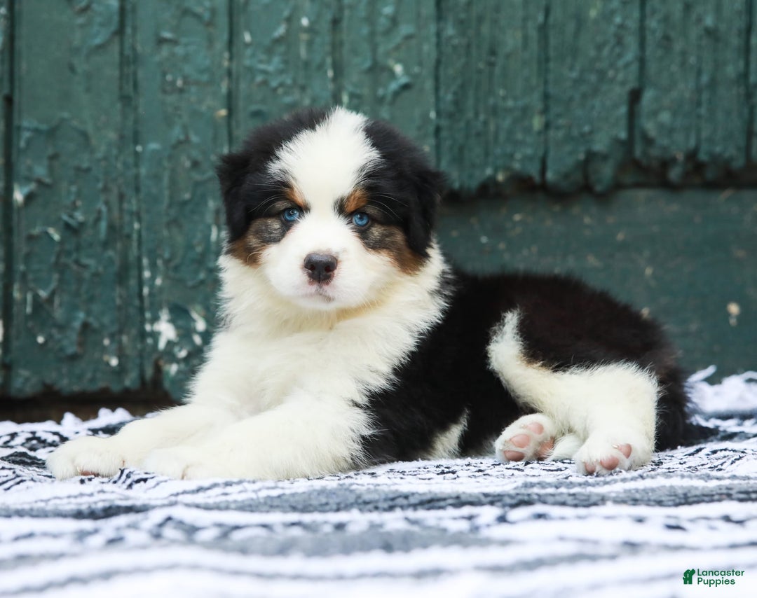 Australian Shepherd dogs for sale: Dakota - Image 7
