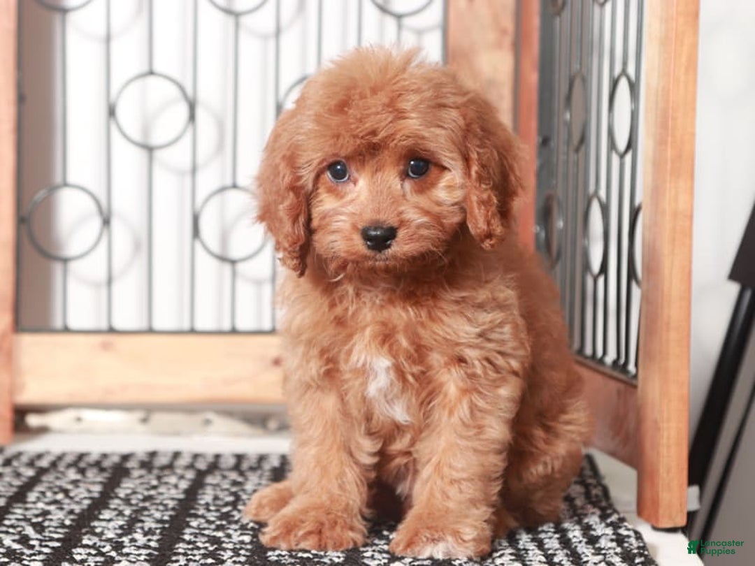 Cavapoo dogs for sale: Millie - Image 2