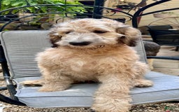 Bernedoodle dogs for sale: F1b Standard Bernedoodle - Image 10