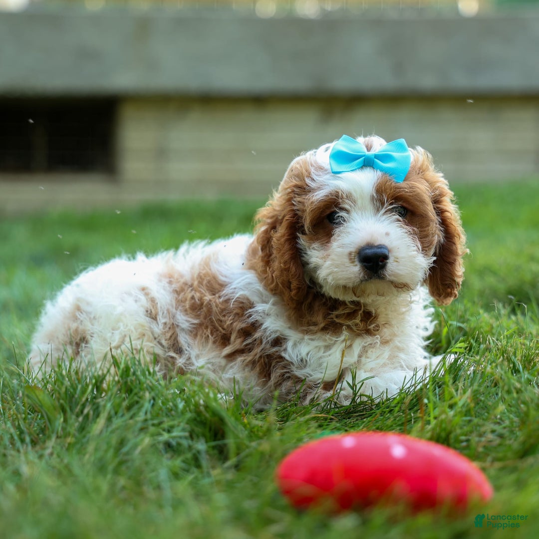 Cavapoo dogs for sale: Ricky - Image 4