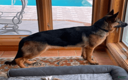 German Shepherd dogs for sale: Big Red - Image 8