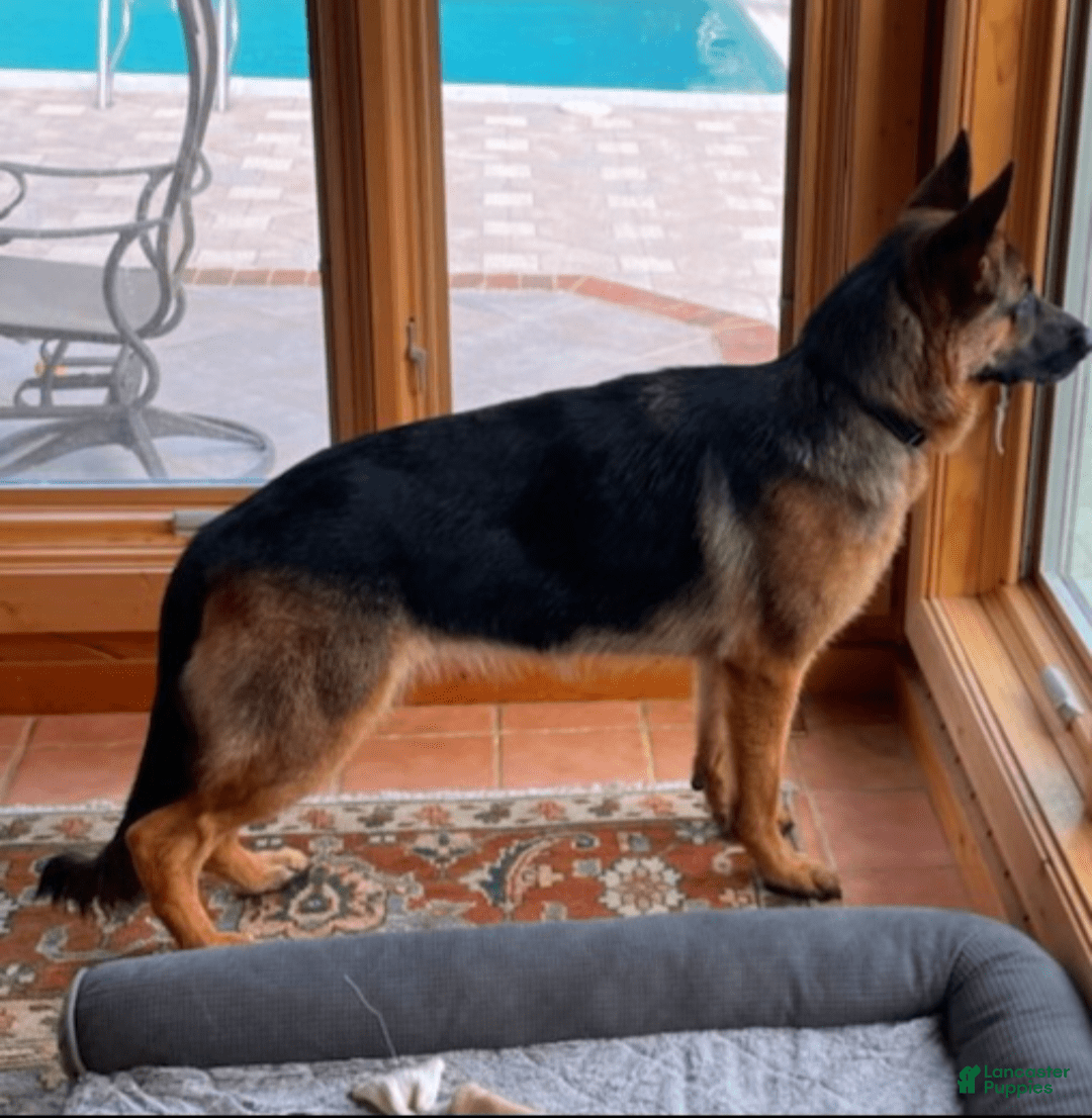 German Shepherd dogs for sale: Big Red - Image 8