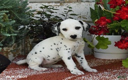 Dalmatian dogs for sale: Sara - Image 1
