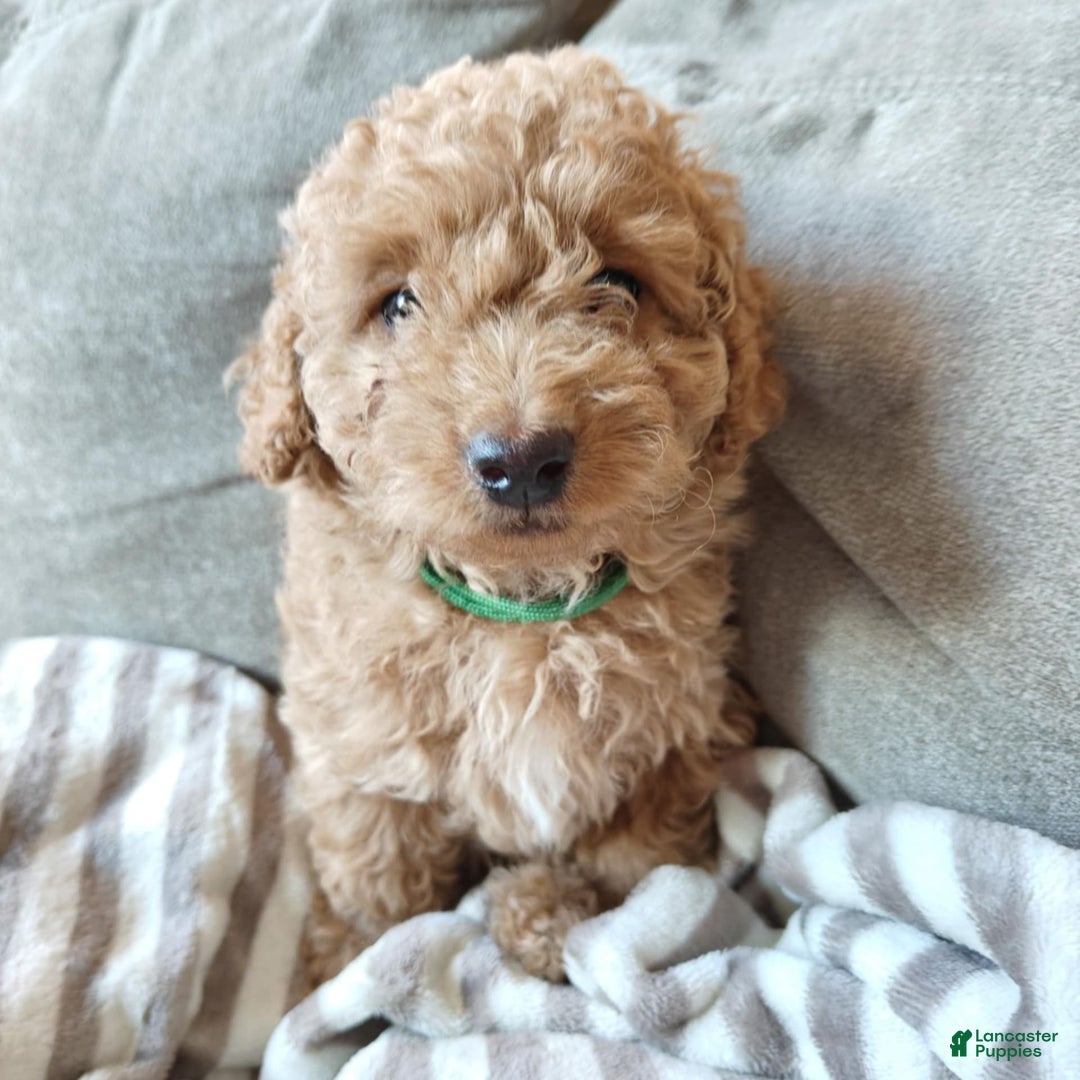 Miniature Poodle dogs for sale: Green - Image 5