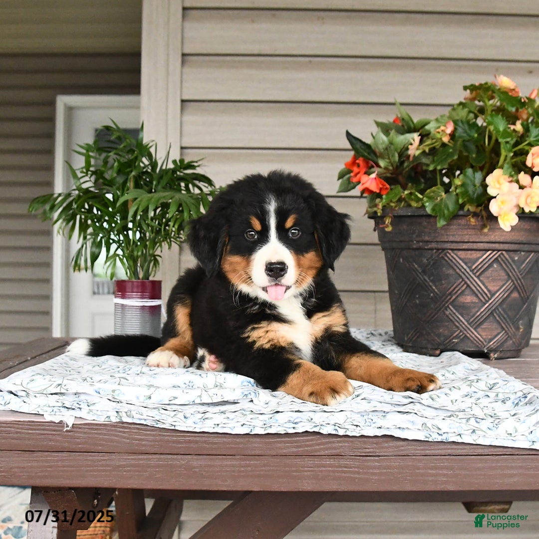 Bernese Mountain Dog dogs for sale: Bailey - Image 14