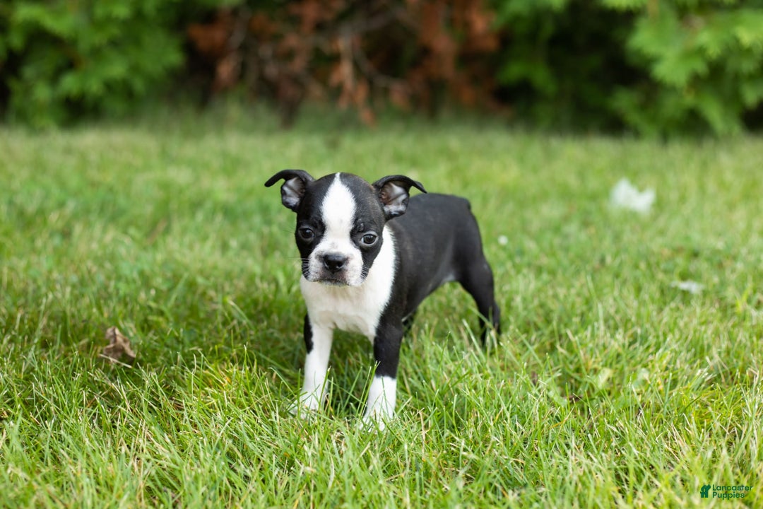 Boston Terrier dogs for sale: Tabi - Image 1