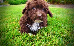 Havapoo dogs for sale: Bliss - Image 6