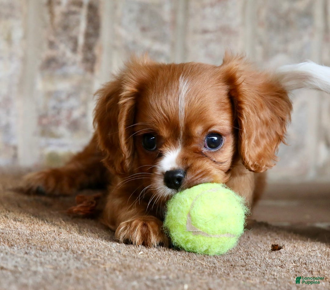 Cavalier King Charles Spaniel dogs for sale: Louie - Image 13