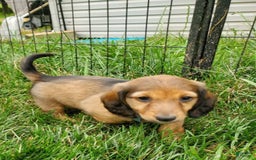 Dachshund dogs for sale: Lena - Image 5