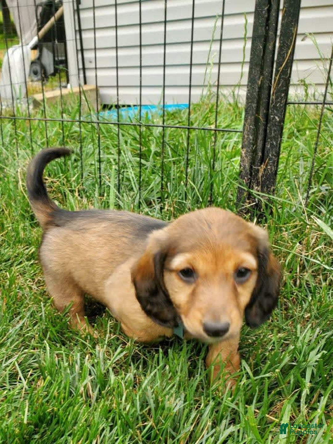 Dachshund dogs for sale: Lena - Image 5
