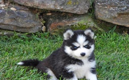 Pomsky dogs for sale: Ashley - Image 7